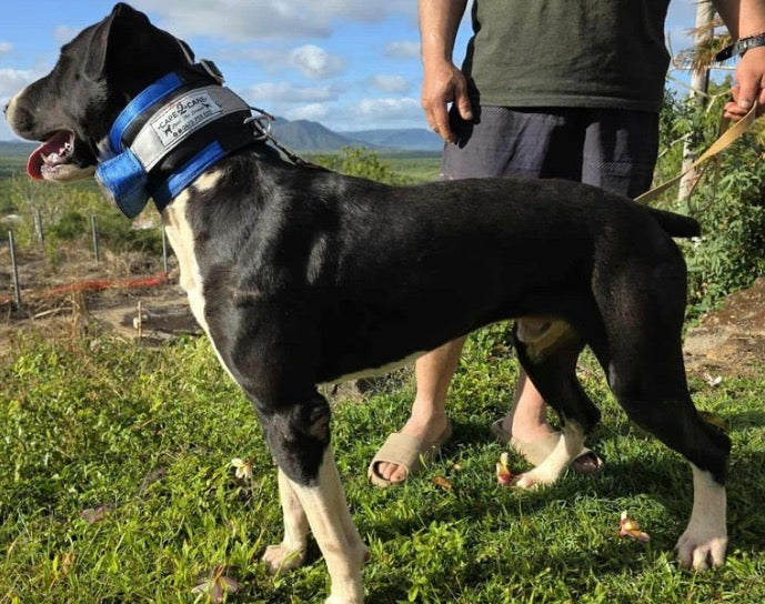 Cape 2 Cane neck collar with inbuilt tracker protector