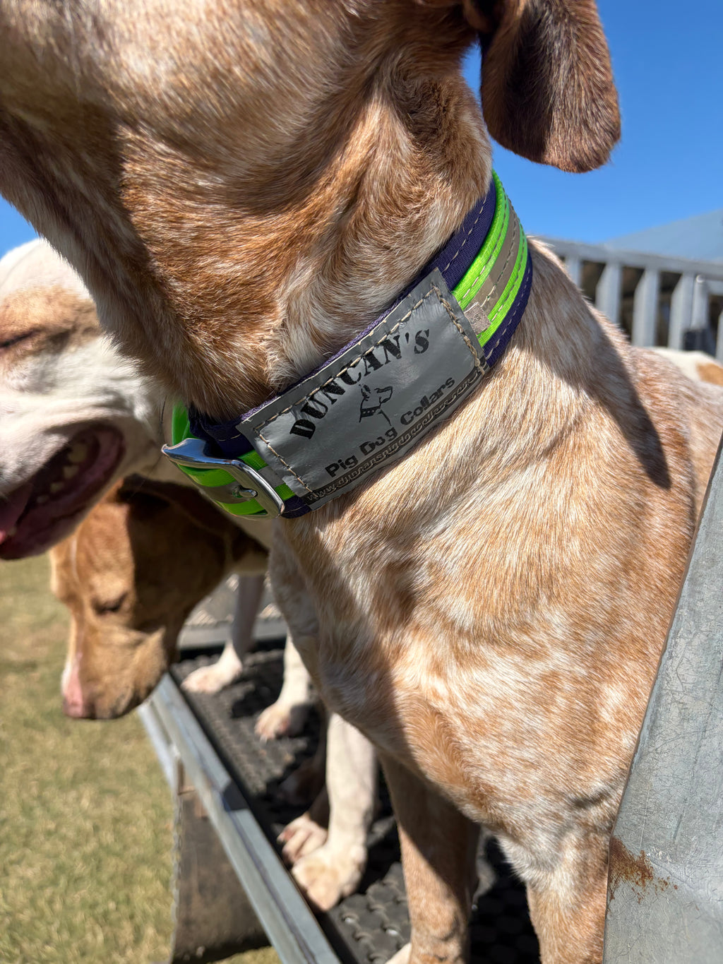 Duncan’s 50mm yard collar